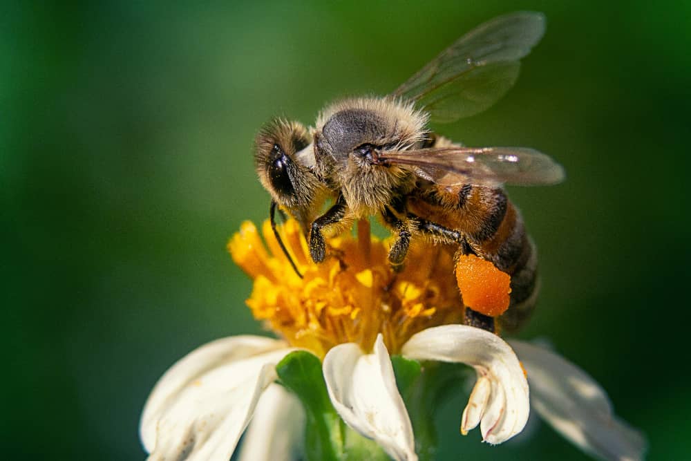 Quel est le rôle de la reine des abeilles dans une colonie